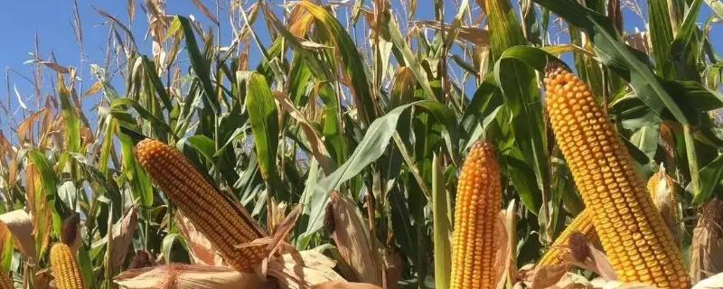 G2159玉米种子特点,注意防治穗腐病