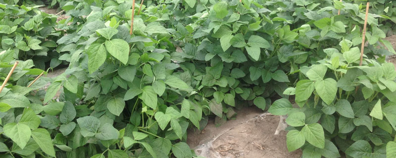 中黄215大豆种子介绍,种植密度