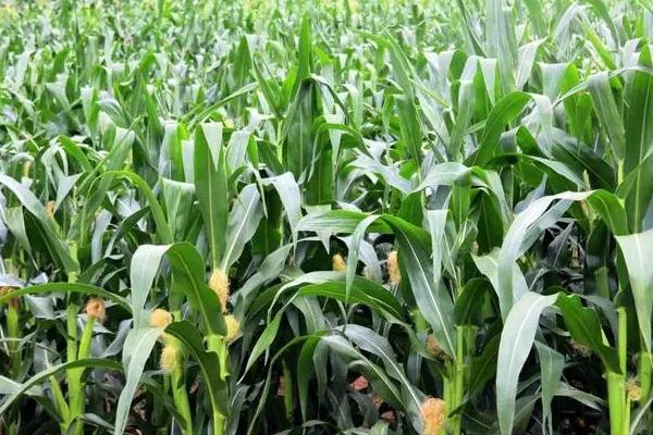 尺玉517玉米种子特点,密度5000株/亩左右