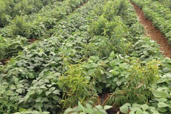 中黄215大豆种子介绍,种植密度
