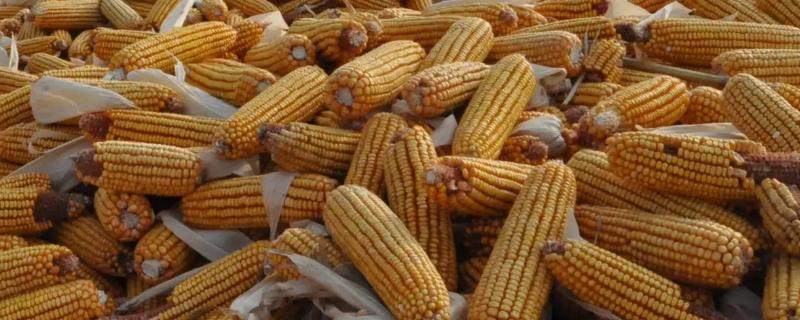 L2336玉米种子特点,中抗茎腐病