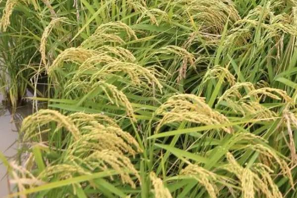 华两优6675水稻品种的特性,每亩有效穗数16.3万穗