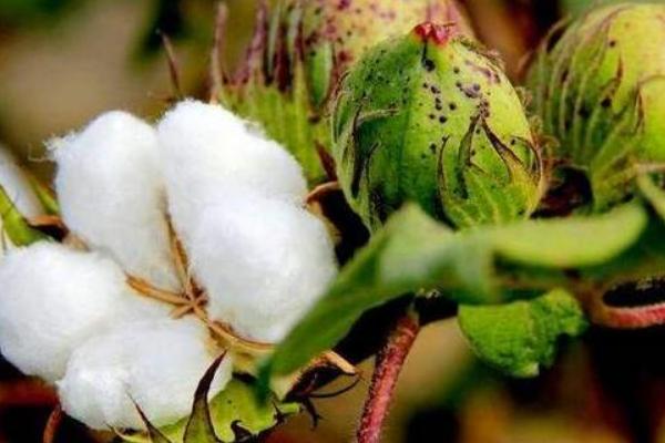 中植棉118棉花品种简介,综合防治”的植保方针