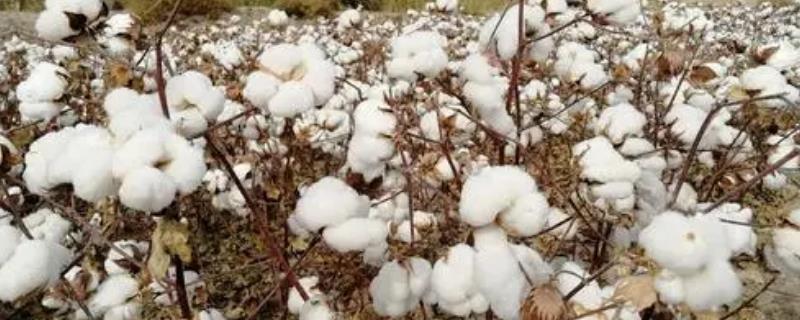中植棉118棉花品种简介，综合防治”的植保方针