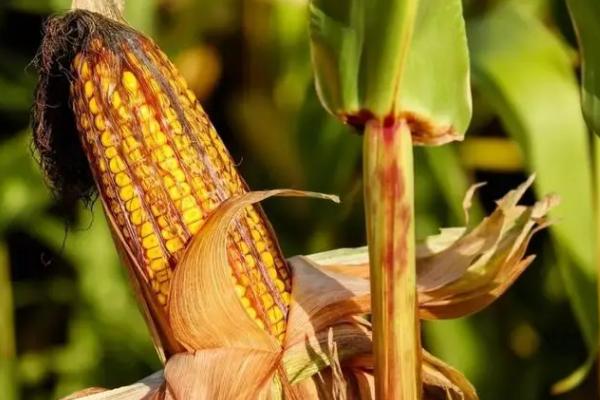 盛象1号玉米种子介绍，中抗茎腐病