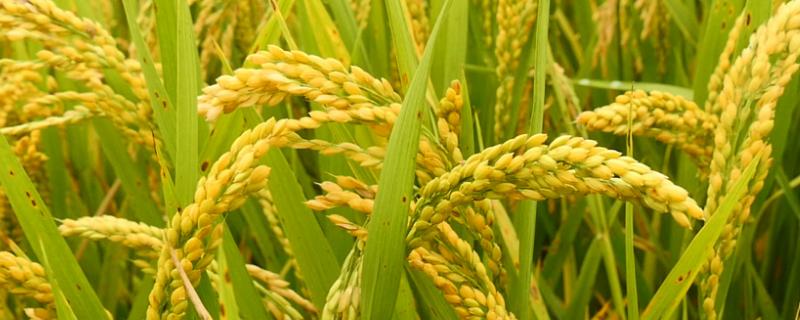 瑞君优丝占水稻种子特征特性,全生育期109.9天