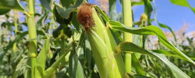 A307玉米品种的特性,中抗穗腐病