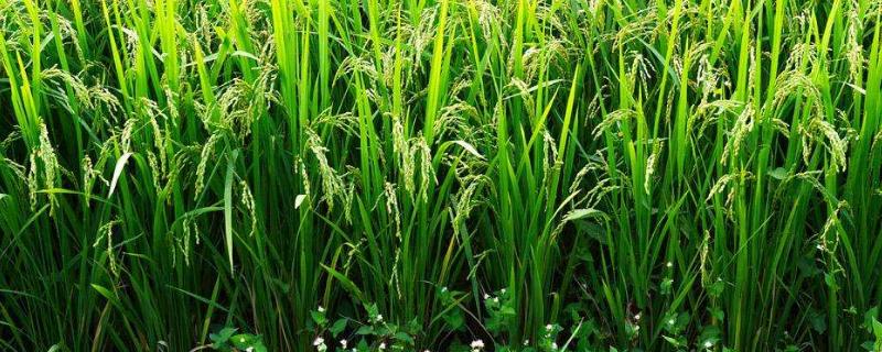 荃两优心田丝苗水稻种子介绍，每亩有效穗数15.3万穗