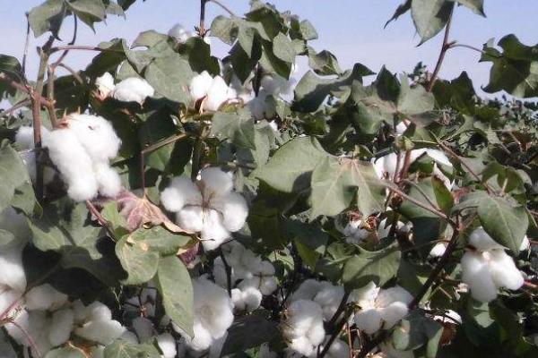 九圣禾M1115棉花品种的特性,生育期内遵循棉花需肥规律