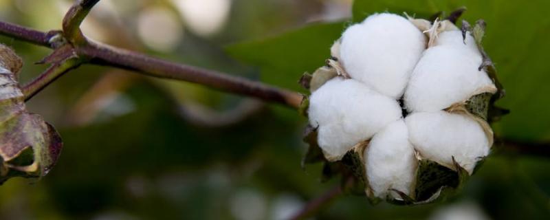 锦絮15号棉花种子简介，高抗枯萎病