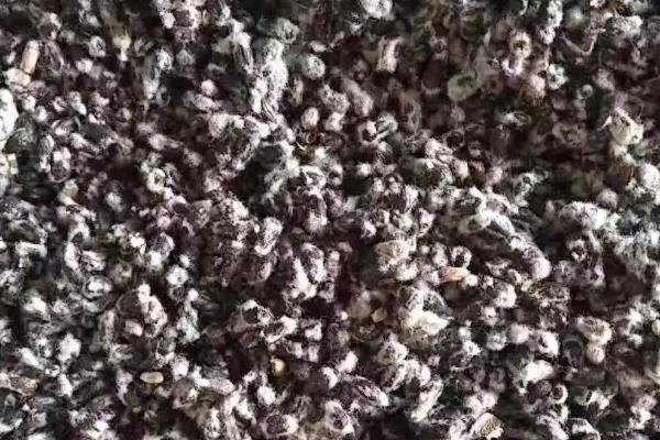 新惠棉230棉花品种简介,全生育期滴10次左右