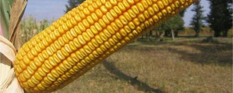 福宝甜糯223玉米种子简介，属鲜食甜加糯玉米品种