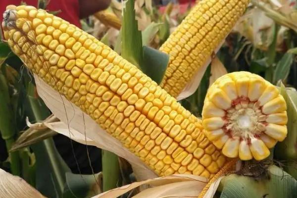 豫中育181玉米种子特征特性，密度4500～5000株/亩