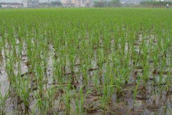 荃盛优822水稻种子介绍,秧田播种量每亩10.0千克