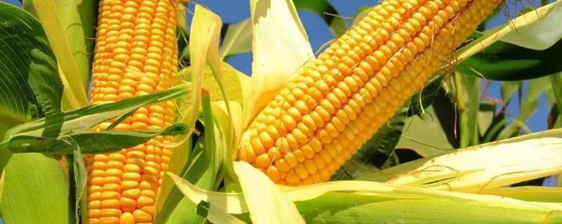 利合988玉米品种的特性,密度4500株/亩左右