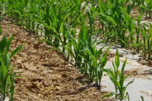 利合988玉米品种的特性,密度4500株/亩左右