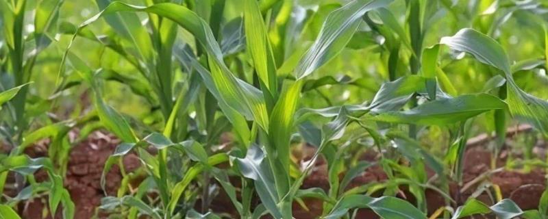 怀玉52玉米种子简介,密度4500株/亩左右