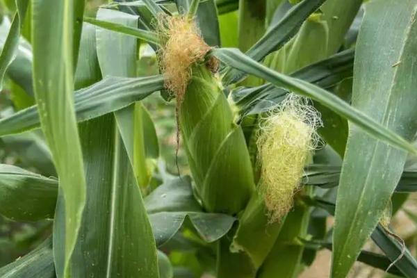 仙湖丹7号玉米品种的特性,适宜播种期3月下旬至5月下旬