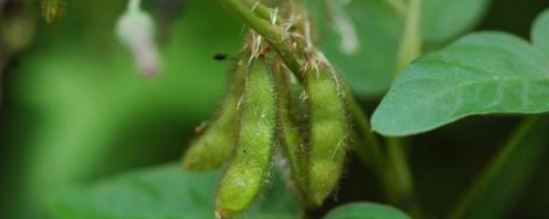 闽豆17大豆种子特点，并注意防治炭疽病及虫鼠害