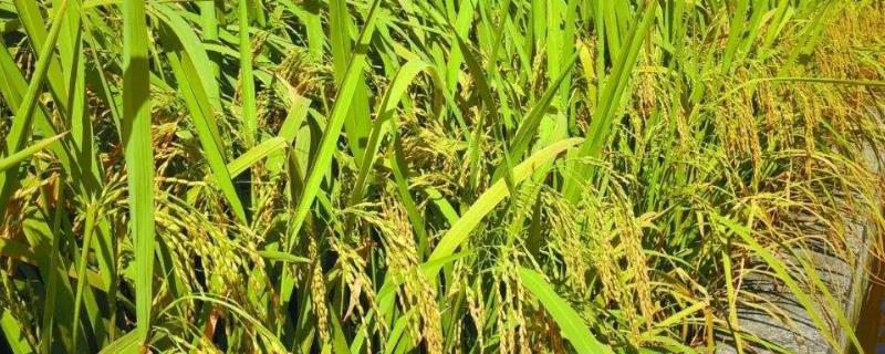 南陵早3号水稻品种的特性,全生育期97.8天