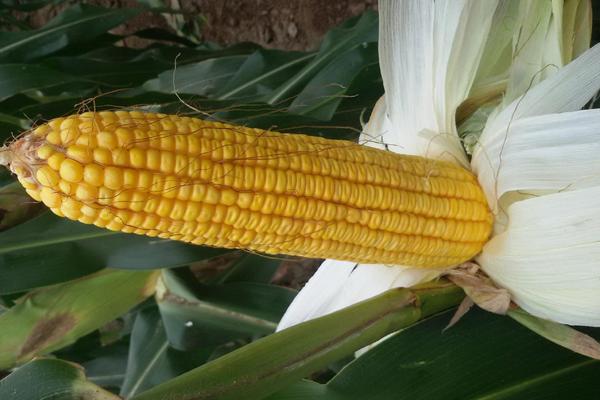 高农9号玉米种子特点,每亩适宜密度5000株