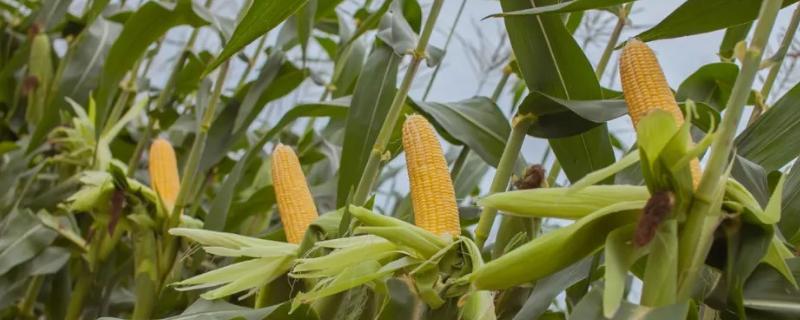中鲜糯818玉米种子特点，中抗大斑病