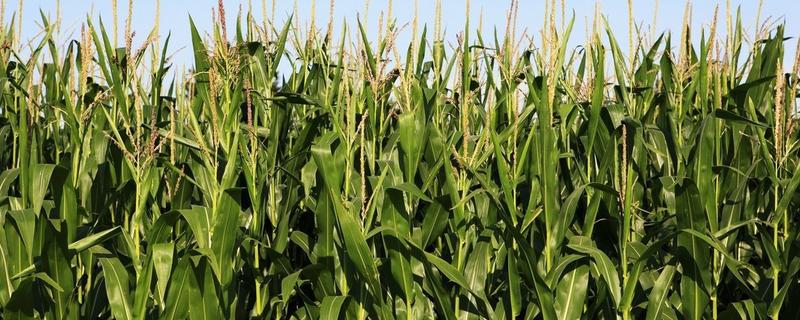 高农9号玉米种子特点,每亩适宜密度5000株