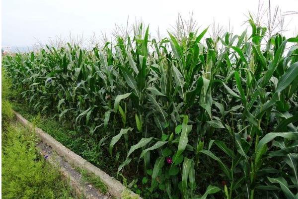 中单3219玉米品种的特性，密度6000株/亩左右